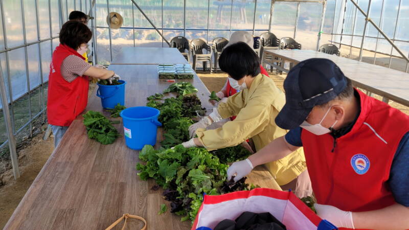 율곡동 ‘나누면 행복한 텃밭’ 첫 수확