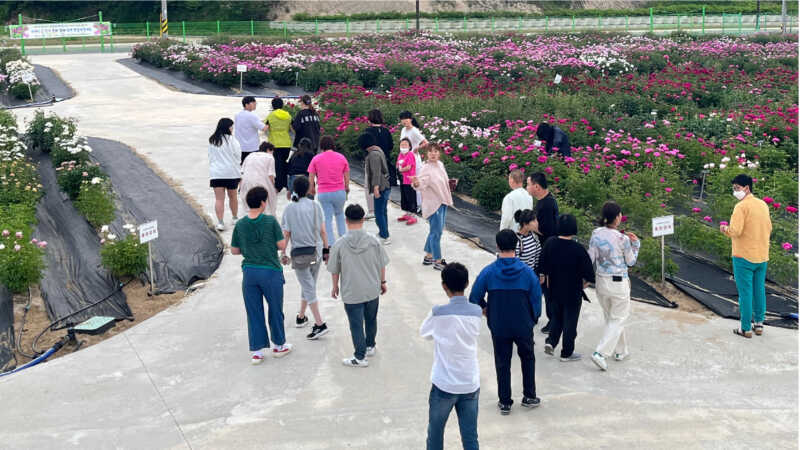 봉화약용작물연구소 작약꽃 884종 공개, 방문객 줄이어